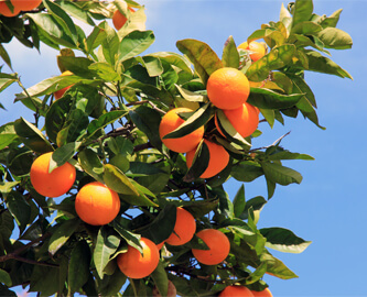 Flotte appelsiner i træ viser appelsinproduktion i Los Angeles