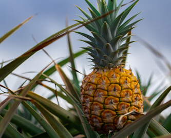 Mauis saftige Gold-ananas