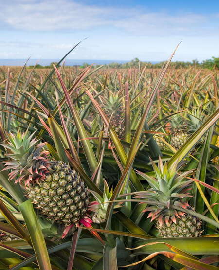 Ananasplantage på Maui