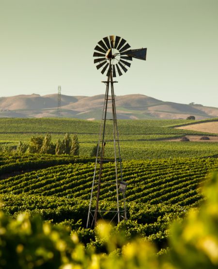 Billede af vinmarker i Napa Valley-/Sonoma-området