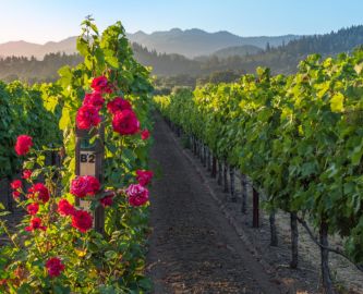 Vinranker og blomster i Napa Valley