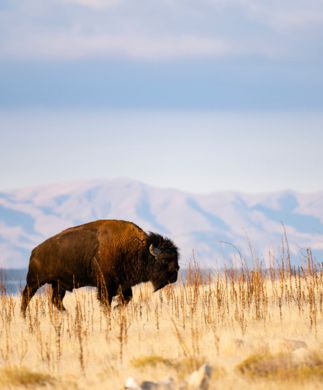 Buffalo på prærie i Utah med bjerge i baggrund