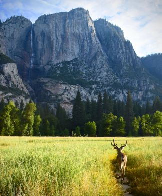 Hjort, eng og bjerge i Yosemite National Park