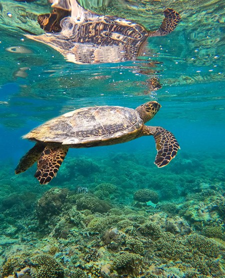 Skildpadde i havet ved Gili-øerne på Bali
