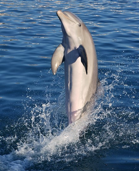 Legende delfin i vandet ved Bali