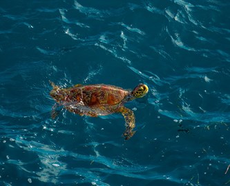 Skildpadde i havet ved Nusa Lembongan på Bali