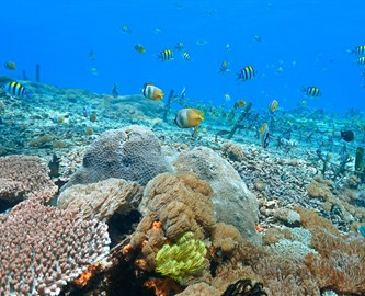 Koraller og fisk i havet ved Nusa Lembongan på Bali