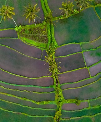 Luftfoto ned over rismarker på Bali