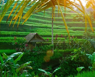Risterrasser med lillehus i Sidemen, Bali