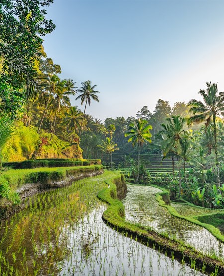 Risterrassen Tegalalang ved Ubud på Bali