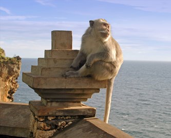 Abe ved Uluwatu-templet på Bali