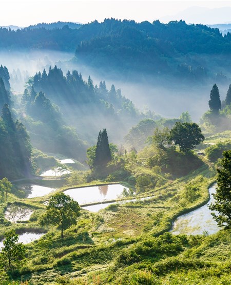 Smuk udsigt over rismarker i Niigata