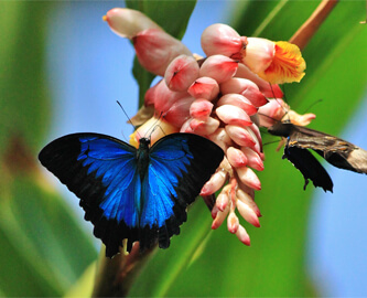 Smuk natur med blå sommerfugl på Kuranda i Australien