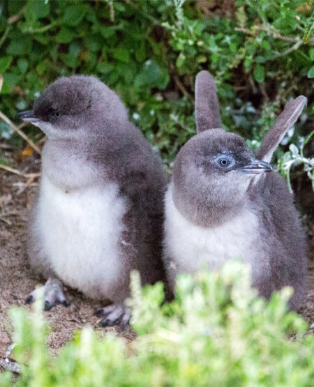 To pingviner på Philip Island i Australien