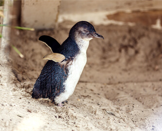 Pingvin på Philip Island i Australien
