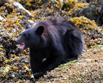 Bjørn op bakke i Clayoquot Sound