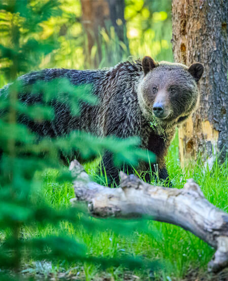 Bjørn i skoven i De canadiske Rockies
