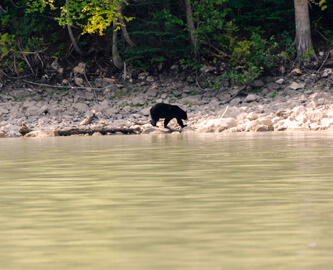 Bjørn ved vandkant i Grizzly Bear Valley
