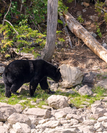 Bjørn ved skov i Grizzly Bear Valley