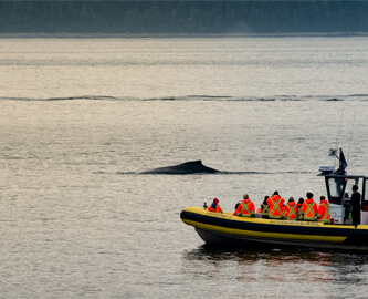 Zodiac-gummibåd og hval i vandet på St. Lawrence-floden i Canada