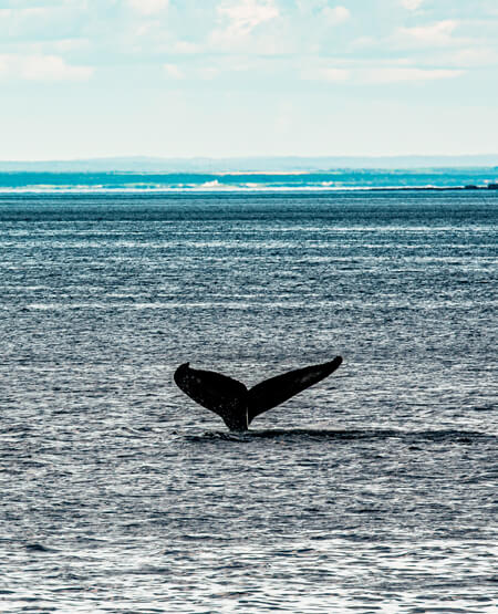 Hale på hval som slår op af vandet i Saguenay-fjorden i Canada