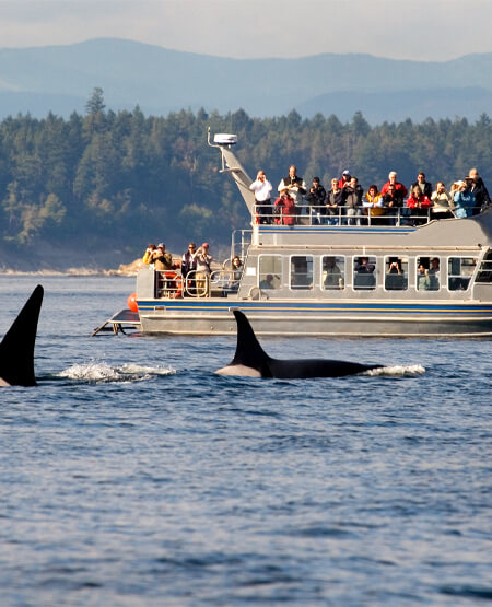 Båd med folk der kigger på hvaler på hvalsafari ved Victoria, Canada