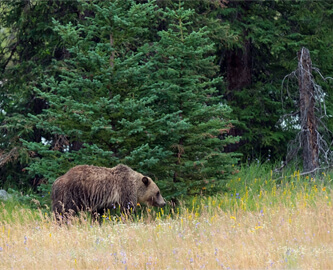 Gizzly bjørn ved skoven ved Athabasca i Canada