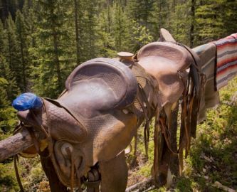 Westernsadler inden ridetur på hegn i Rocky Mountains