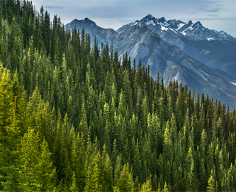 Udsigt over skov og bjerge i Banff National Park