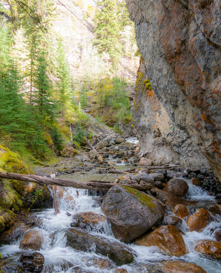 Udsigt af skov og kilde i Banff National Park