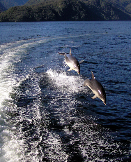 Delfiner ved Doubtful Sound New Zealand