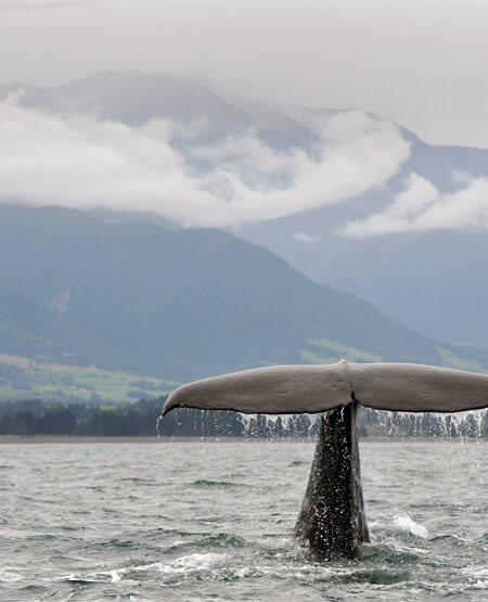 Billede af hval i havet i Kaikoura New Zealand