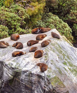 Sæler på klippe ved Milford Sound i Australien