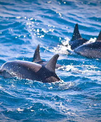 Legende delfiner i vandet ved Hawaii