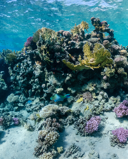 Smukt koralrev på Big Island Hawaii