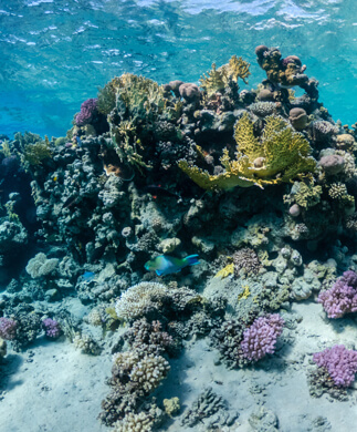 Koralrev ved Hawaii