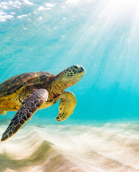 Havskildpadde under vandet ved Hawaii