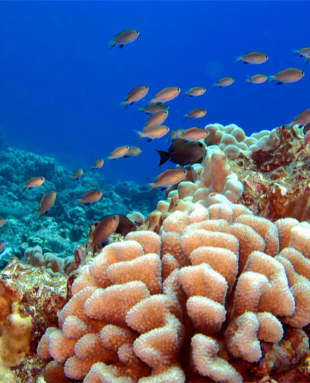 Koralrev ved Na Pali-kysten på Hawaii