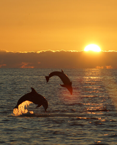 Flot udsigt fra båd over havetog legende delfiner i solnedgang